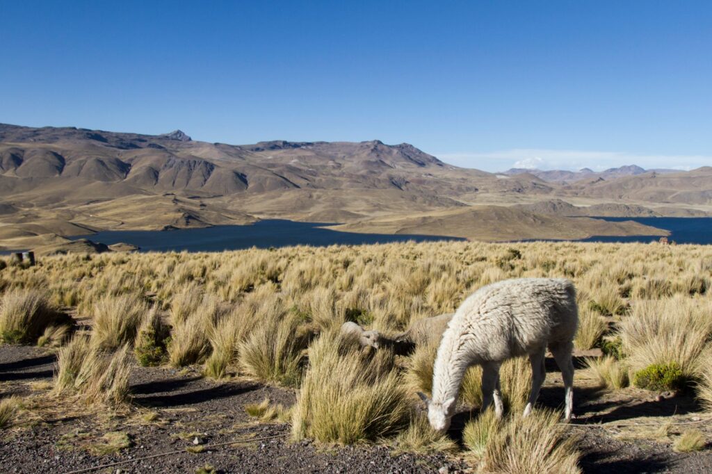 El laberinto de piedra y vapor: Ingeniería, geología y la conectividad invisible del Ferrocarril Trans-Andino central de Perú