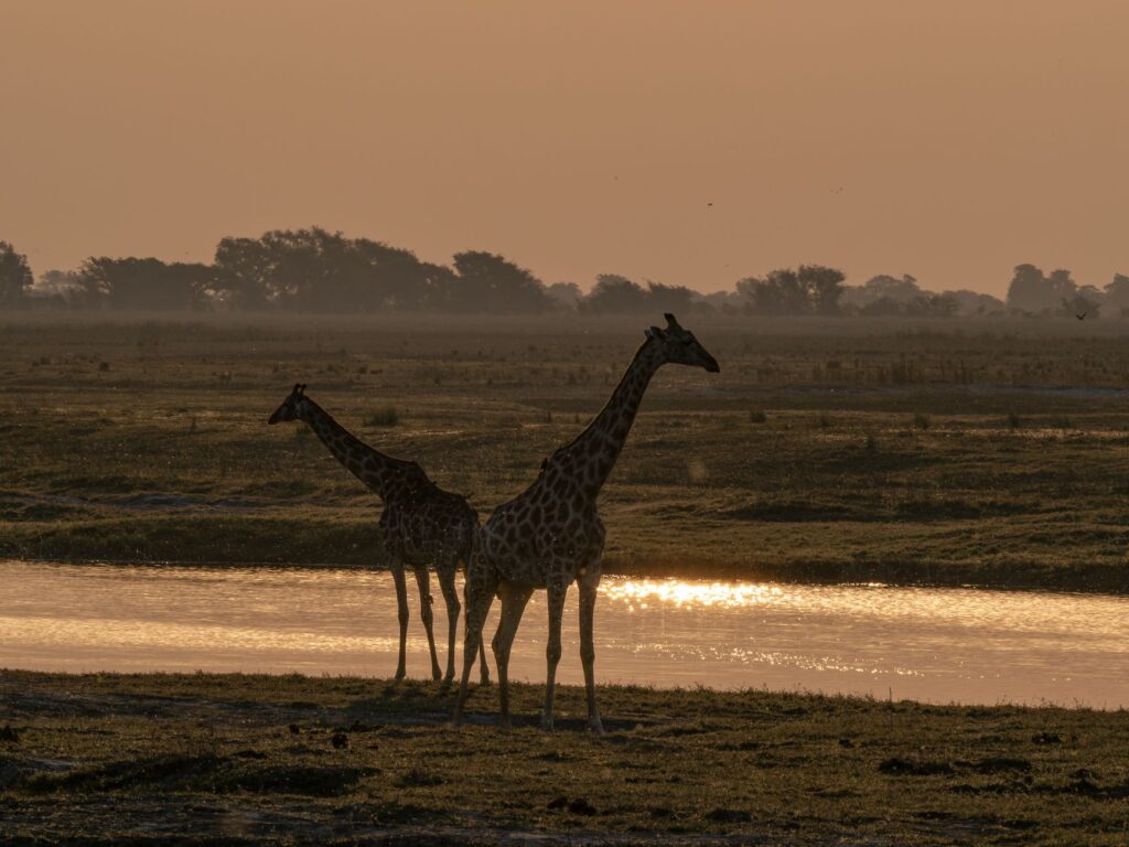 El laberinto intermodal del delta del Okavango: barcazas de madera, pistas anegadas y la frágil conectividad de un confín anfibio