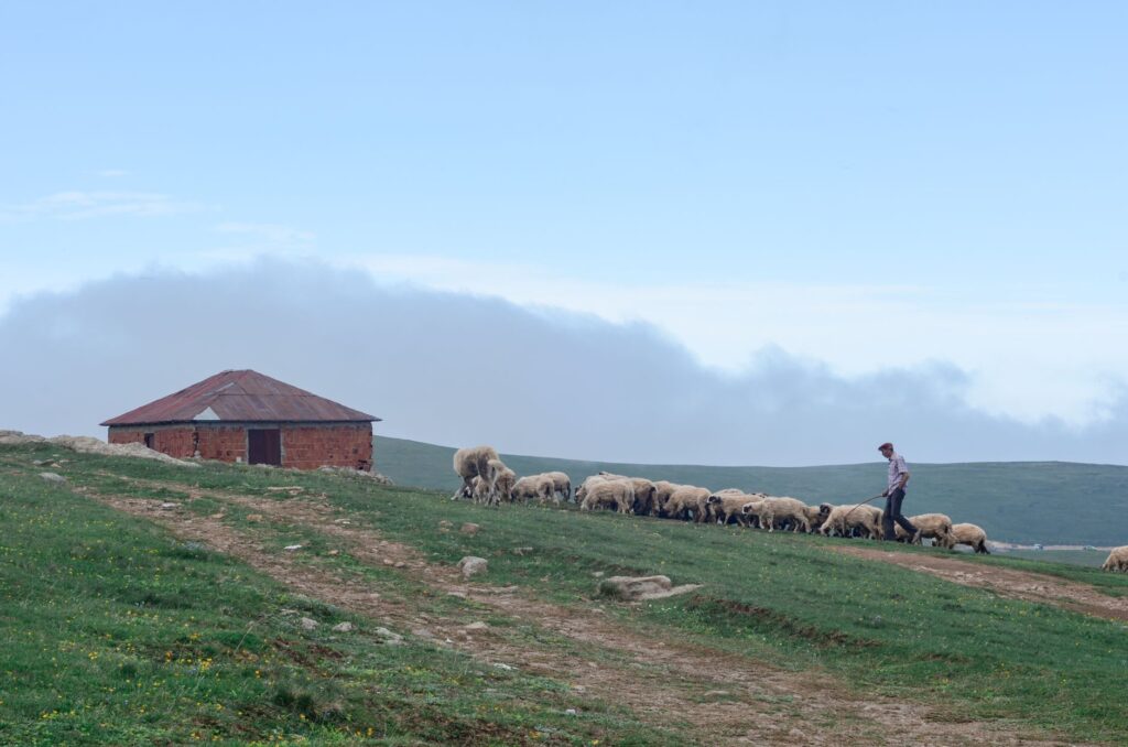 El refugio del rebeco en los Picos de Europa: biología, corredores kársticos y conservación en las alturas cántabras
