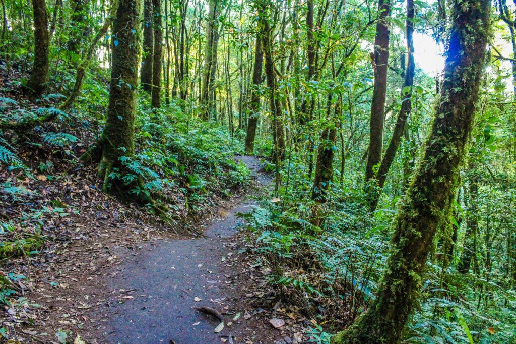 El laberinto de las vertientes de basalto: cómo el transporte de baja emisión redefine la movilidad en las islas de Chiloé