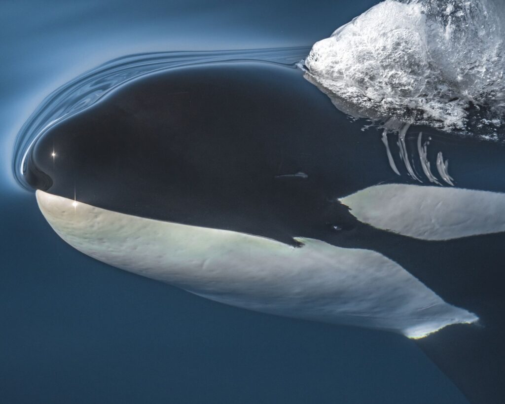 El silencio del agua fría: cuando quince orcas cambiaron el rumbo de una expedición en La Ventana