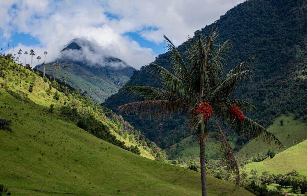 La Ruta del Café de Colombia: Guía de Conectividad, Vuelos y Logística Ferroviaria y Terrestre para el Viajero Global
