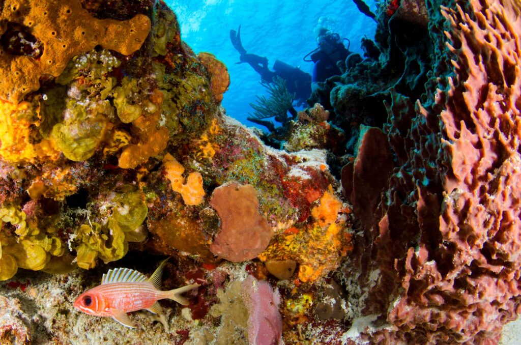 El refugio de los corales negros en el archipiélago de Revillagigedo: oceanografía profunda y conservación en los abismos del Pacífico mexicano