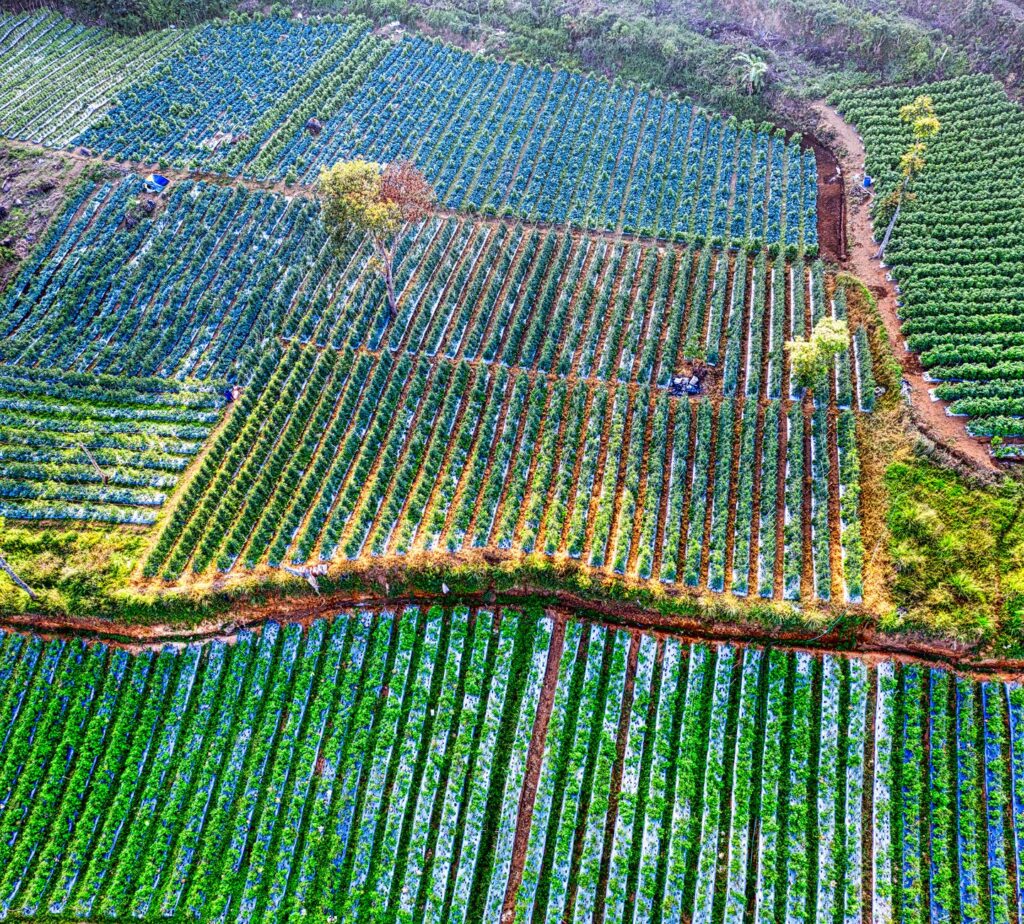 100 años de café en Khe Sanh: El renacimiento aromático de las tierras altas de Vietnam