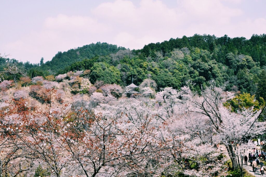 El latido de la xilografía japonesa: gubia, betún y memoria en los obradores de Kioto