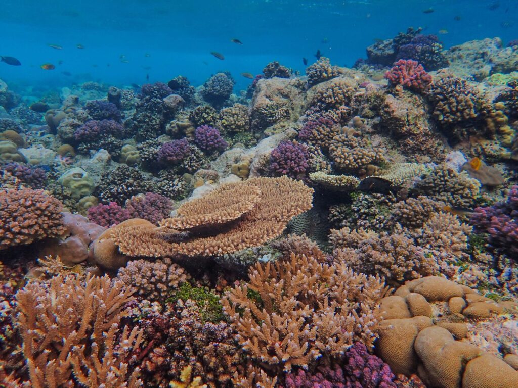 El Santuario Submarino del Arrecife de Apo: Dinámicas Oceánicas, Biodiversidad Coralina y Conservación en el Mar de Sulu