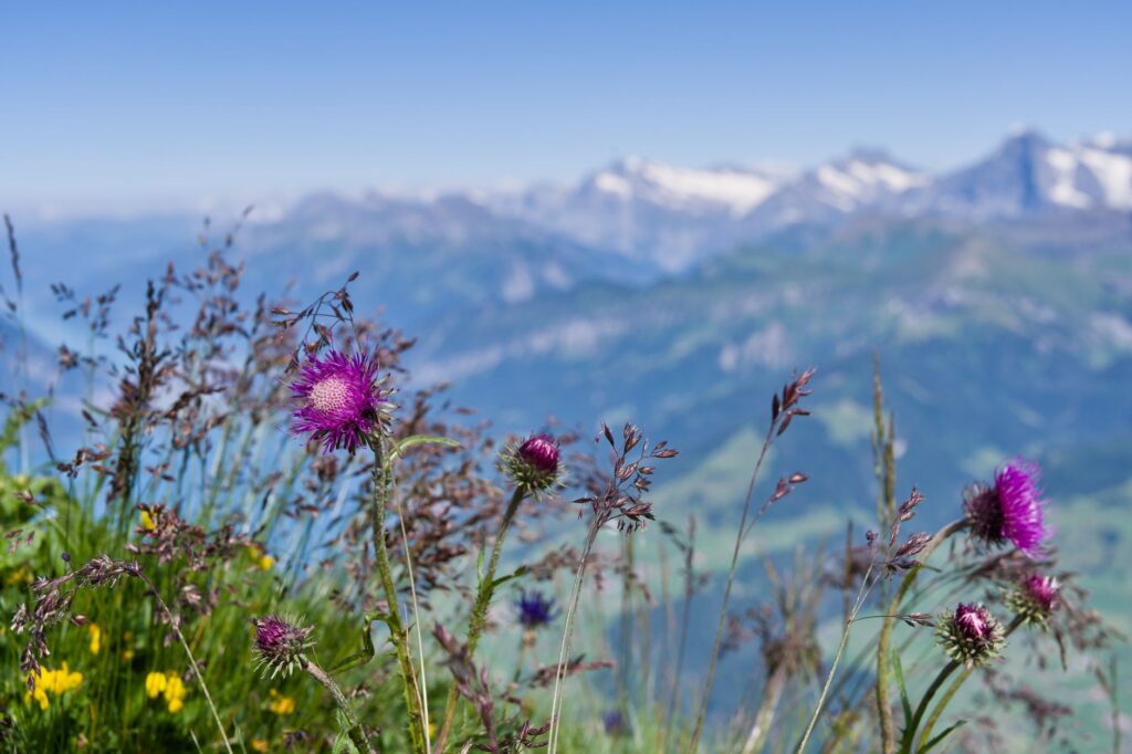 La Travesía del Gran Paradiso: Geología, Alta Ruta y Conservación en el Corazón de los Alpes Italianos