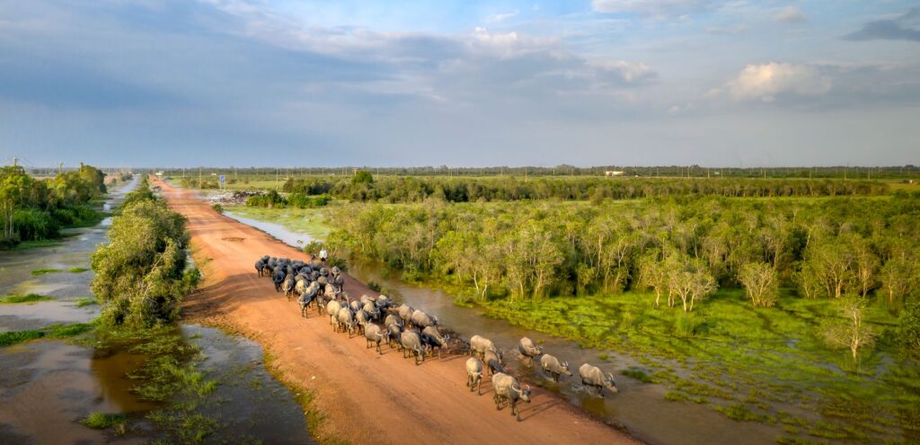 El Refugio del Oso Hormiguero Gigante en el Pantanal: Biología, Inundaciones Estacionales y Conservación en el Humedal Sudamericano