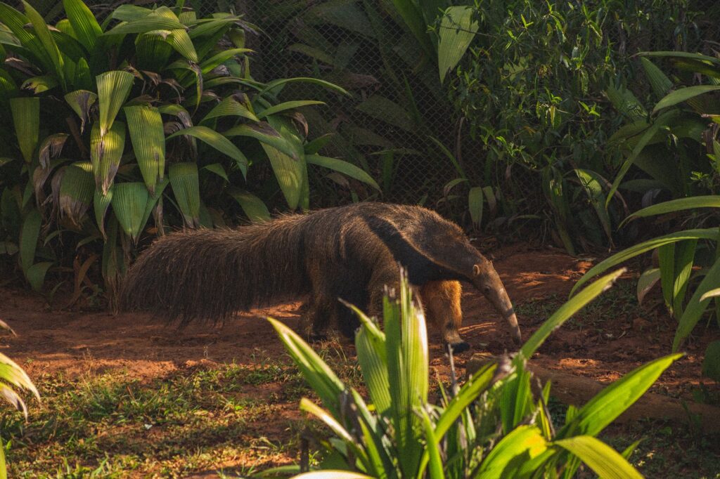 El Refugio del Oso Hormiguero Gigante en el Pantanal: Biología, Inundaciones Estacionales y Conservación en el Humedal Sudamericano