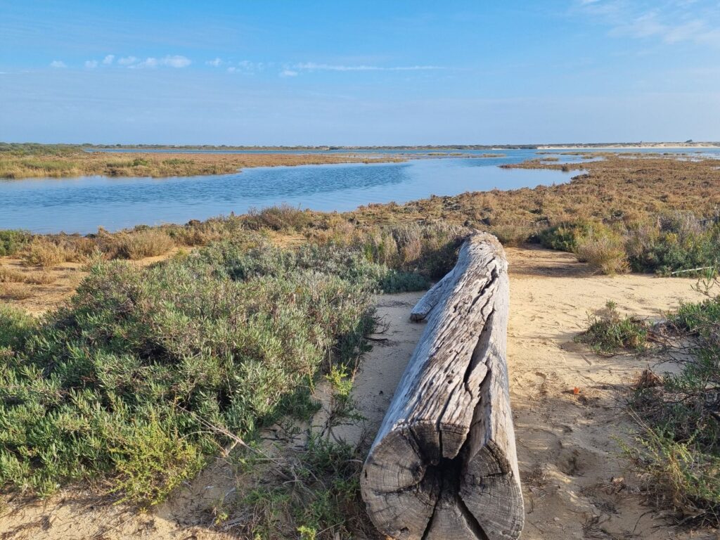 El secreto de la juncia y el estuario: la liturgia del Mercado Central de Cádiz y los tesoros de la Bahía