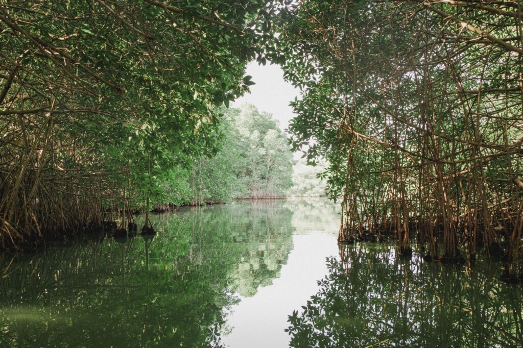 El latido de los bosques sumergidos: cómo la restauración del manglar y la navegación solar transforman la conservación en la Ciénaga Grande de Santa Marta