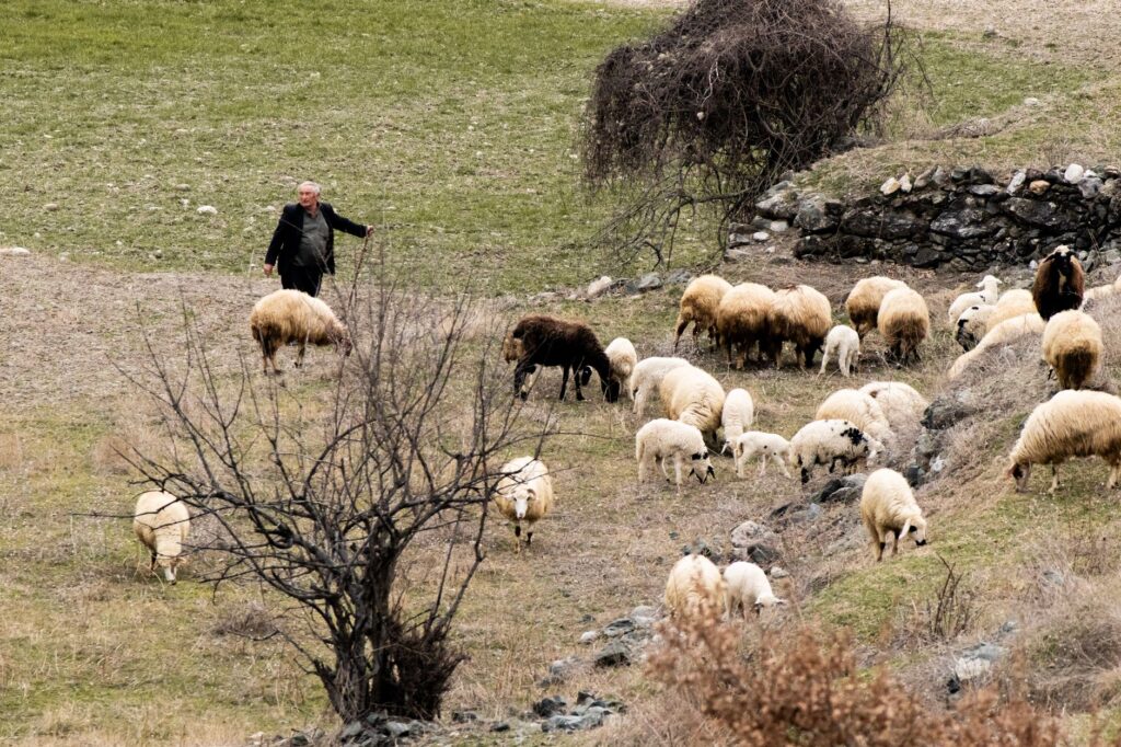 El latido de las turberas altas: cómo la restauración hidráulica y el pastoreo ancestral transforman la conservación en los Montes Universales