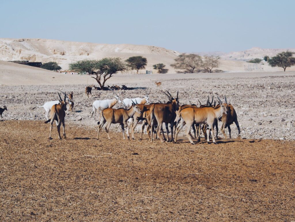 El Dominio de las Arenas Vivas: Geología, Endemismo y Conservación en el Desierto de Namib