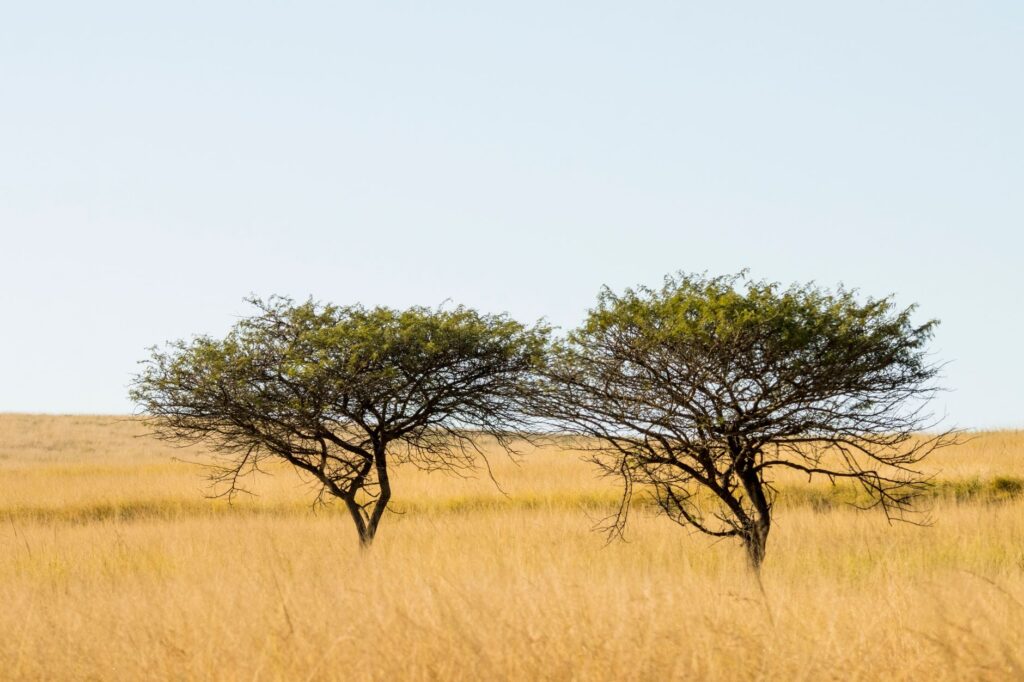 El latido ausente: Cómo el turismo consciente reaviva las regiones olvidadas del continente africano