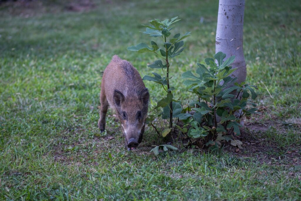 El secreto de la sal y el roble: la liturgia del jamón de bellota y los secaderos naturales en Jabugo