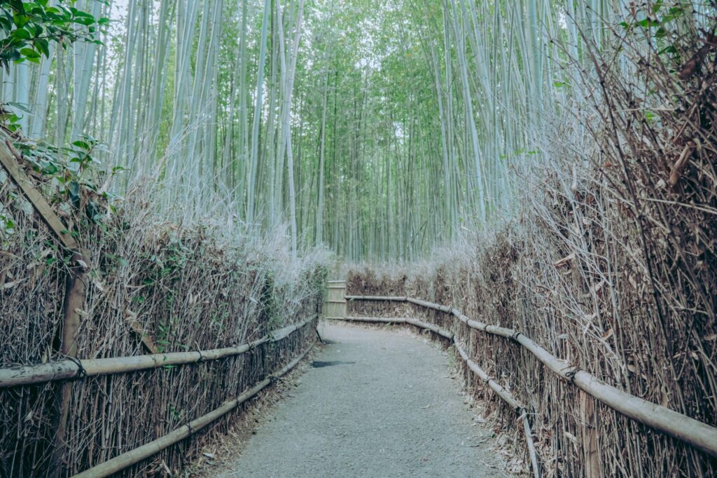 El silencio milenario de los bosques de bambú de Sagano: ingeniería acústica y bienestar zen en la periferia de Kioto