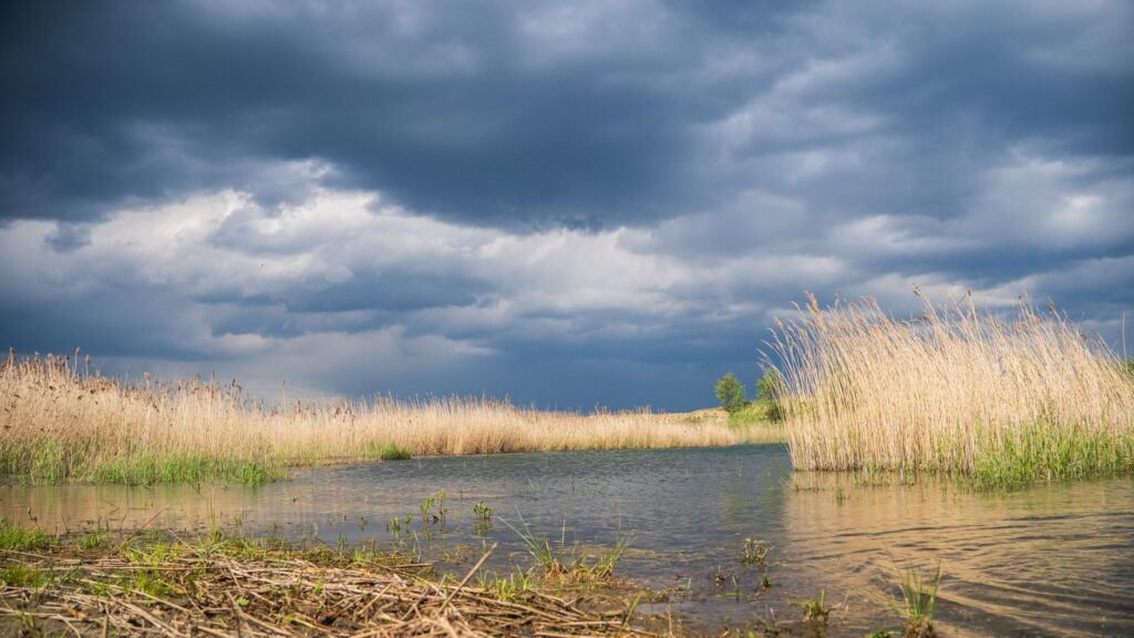 El latido de los humedales interiores: cómo la bioingeniería y los pastueños comunales transforman la conservación en la Albufera de Valencia