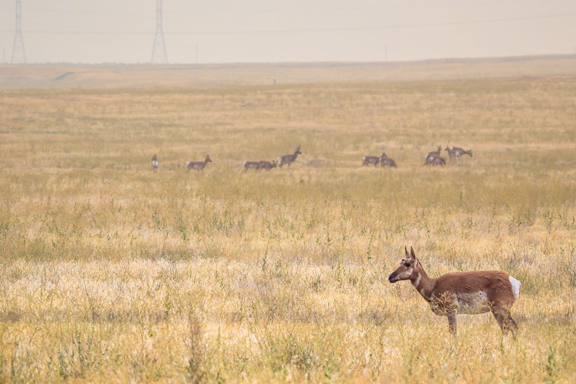 La Migración del Berrendo en el Gran Ecosistema de Yellowstone: Resiliencia y Conservación en la Frontera de Wyoming