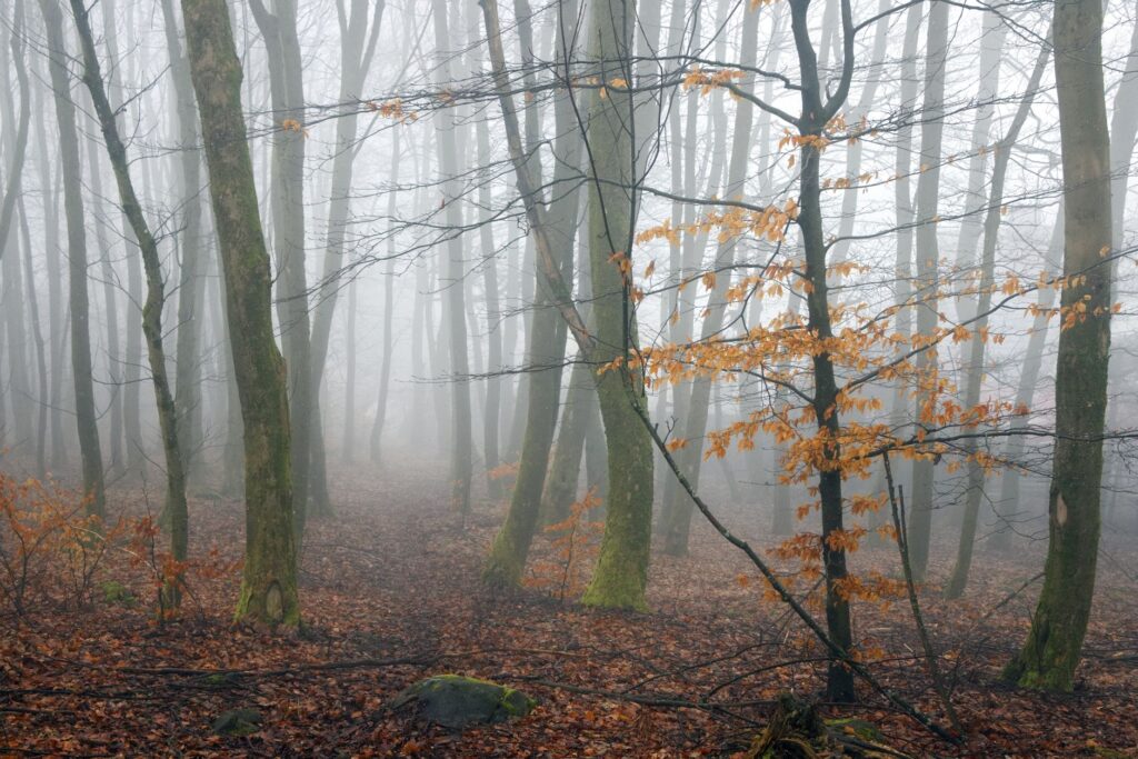El latido secreto del bosque: Europa en el inicio de la temporada de setas