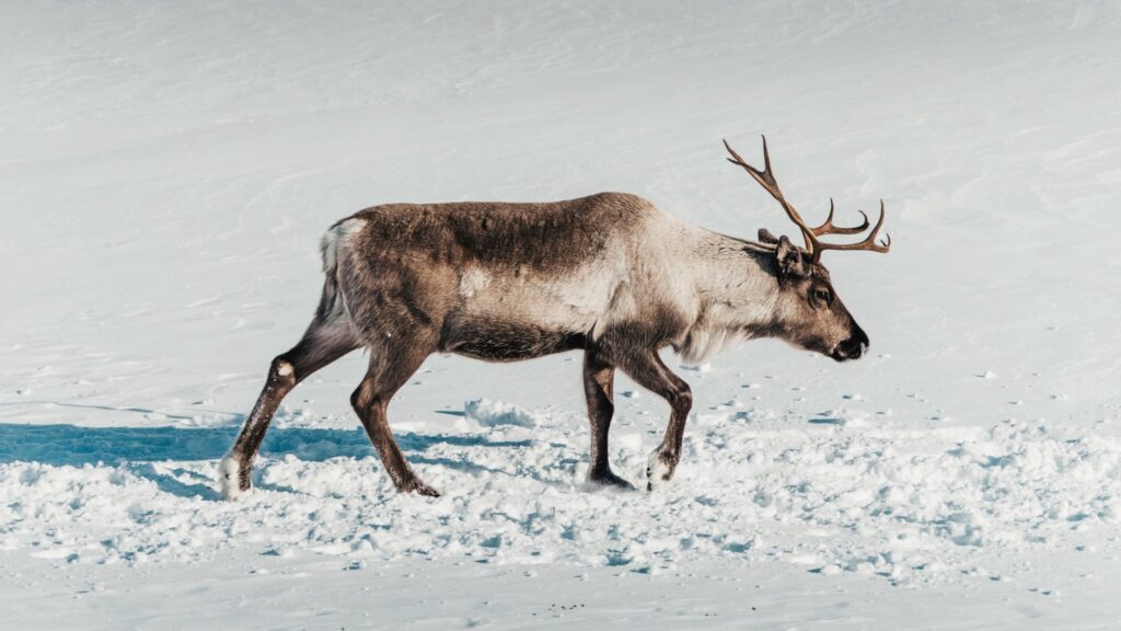 La Travesía del Kungsleden: Guía Integral de Expedición y Senderismo Ártico en la Laponia Sueca
