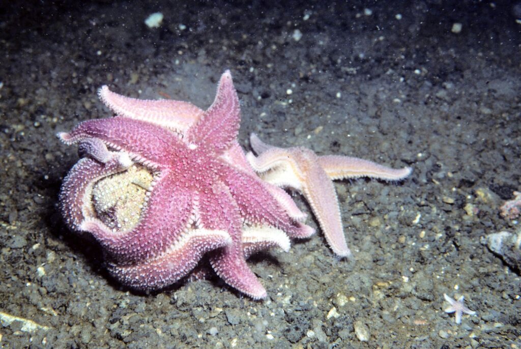 El Refugio Submarino de los Fiordos Noruegos: Oceanografía, Corrientes de Marea y Conservación en los Mares Árticos