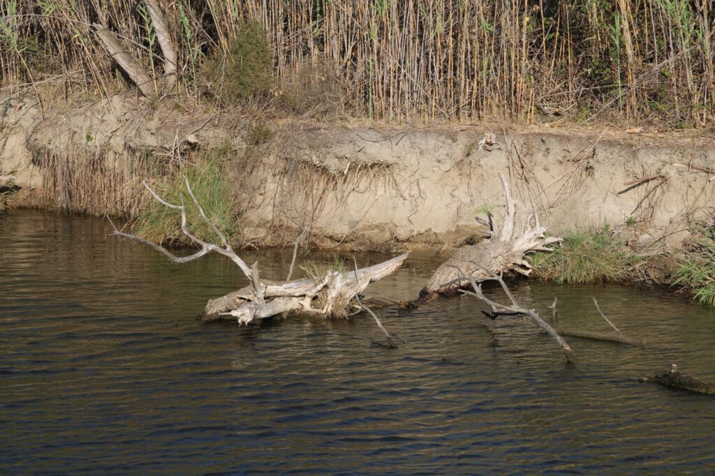 El latido de los manglares costeros: cómo la restauración de canales y la pesca artesanal transforman la conservación en el Parque Nacional Ciénaga de Zapata