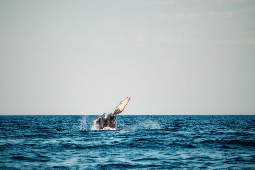 El santuario de la ballena jorobada en el banco de Silver: oceanografía, migraciones y conservación en las profundidades del Caribe dominicano