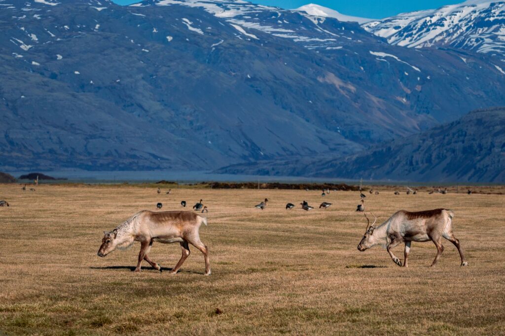 La Travesía del Sentero del Kungsleden en Suecia: Guía de Expedición y Senderismo por la Tundra Ártica