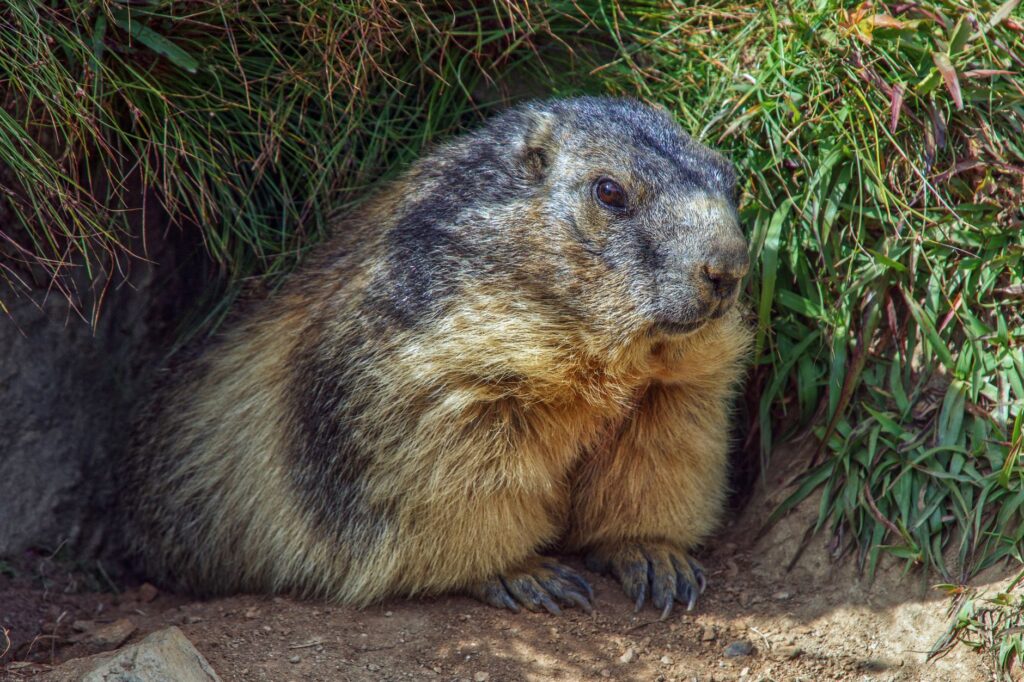 El Refugio de la Marmota Alpina en el Parque Nacional de los Tatras: Biología, Climatología de Alta Montaña y Conservación en los Cárpatos