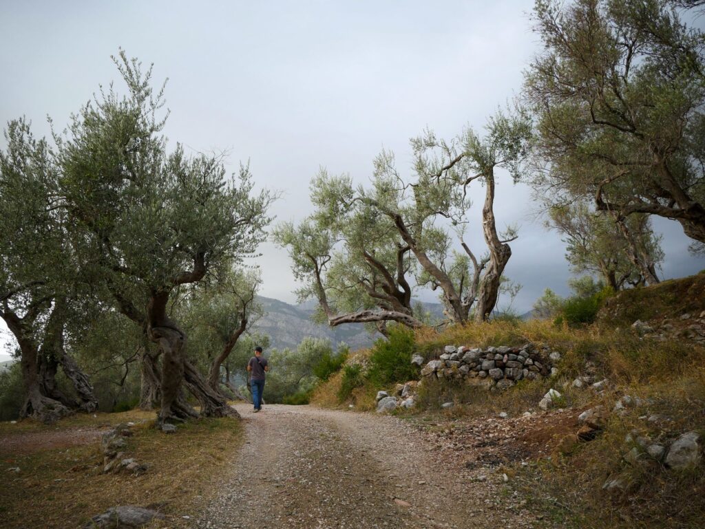 El latido meridional de la Apulia: Caminos de piedra seca, puertos adriáticos y la conectividad rural del Salento