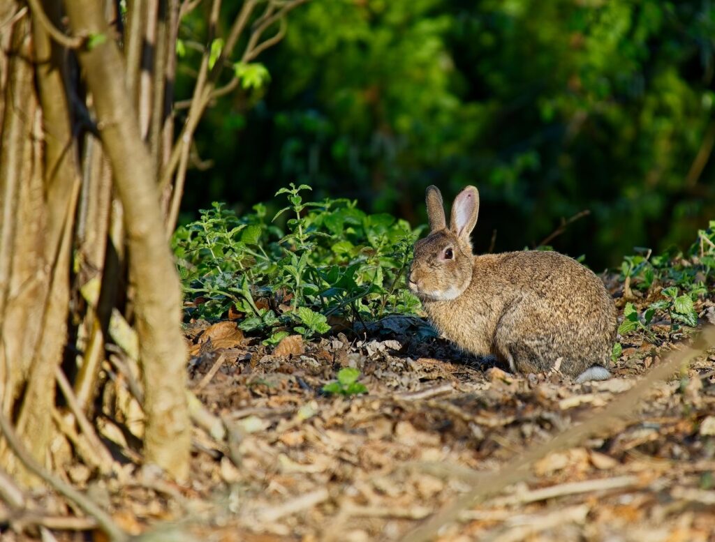 El Refugio del Lince Ibérico en Sierra Morena: Biología, Corredores Ecológicos y Conservación en el Monte Mediterráneo