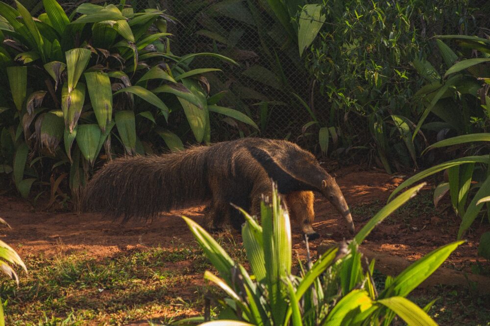 El Refugio del Oso Hormiguero Gigante en el Pantanal: Biología, Inundaciones Estacionales y Conservación en el Humedal Sudamericano