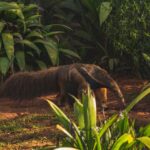 El Refugio del Oso Hormiguero Gigante en el Pantanal: Biología, Inundaciones Estacionales y Conservación en el Humedal Sudamericano