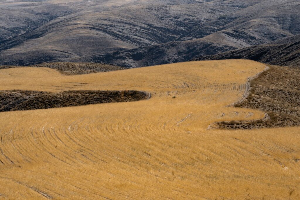 El secreto del trigo antiguo y la piedra: la liturgia del pan de hogaza y los hornos de leña en los Altos de Cerdanya