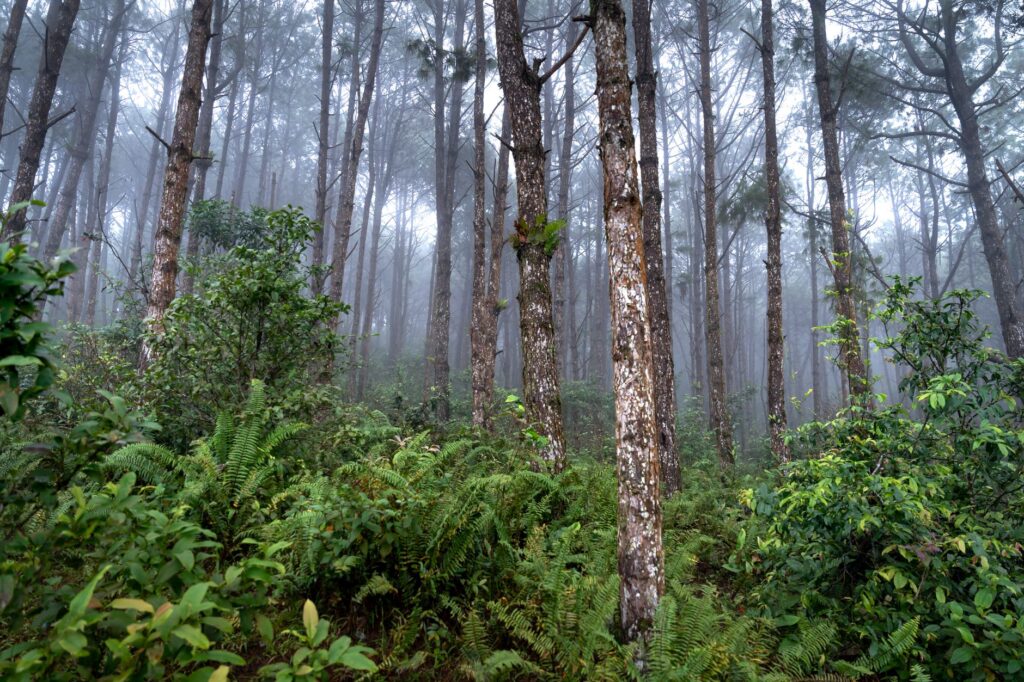 El latido de los bosques de niebla: cómo la restauración del dosel arbóreo y la apicultura comunitaria transforman la conservación en la Reserva de la Biosfera de la Mariposa Monarca