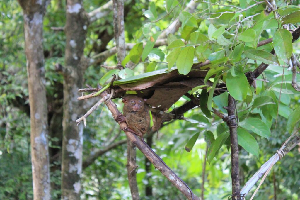 El Refugio del Tarsio en las Selvas de Bohol: Biología, Primatología y Conservación en el Corazón de Bisayas