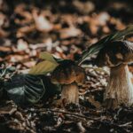 El latido secreto del bosque: Europa en el inicio de la temporada de setas