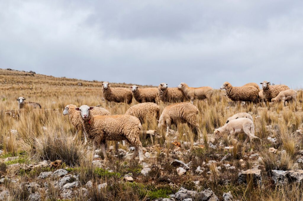 El latido de las estepas salinas: cómo la bioingeniería y la custodia ganadera transforman la conservación en los Monegros