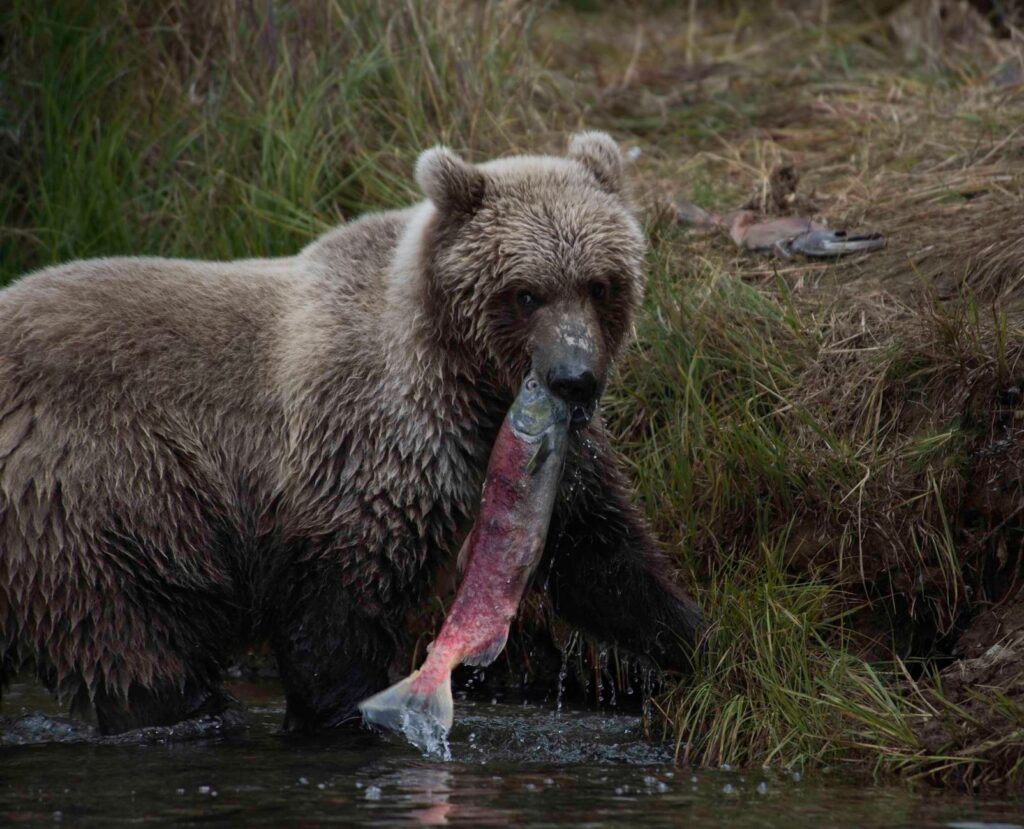El refugio del oso kodiak en el archipiélago de las Kodiak: ecología insular y conservación en los bosques boreales de Alaska