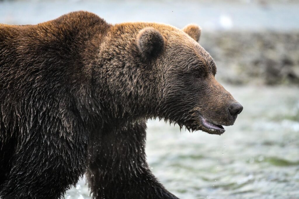 El refugio del oso kodiak en el archipiélago de las Kodiak: ecología insular y conservación en los bosques boreales de Alaska