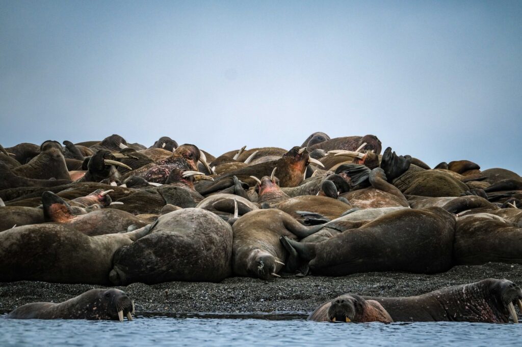 La Travesía del Archipiélago de las Svalbard en Crucero de Expedición: Guía de Navegación y Logística Polar por el Dominio del Oso Polar