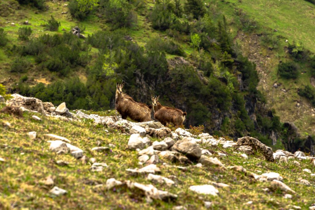 El refugio del rebeco en los Picos de Europa: biología, corredores kársticos y conservación en las alturas cántabras