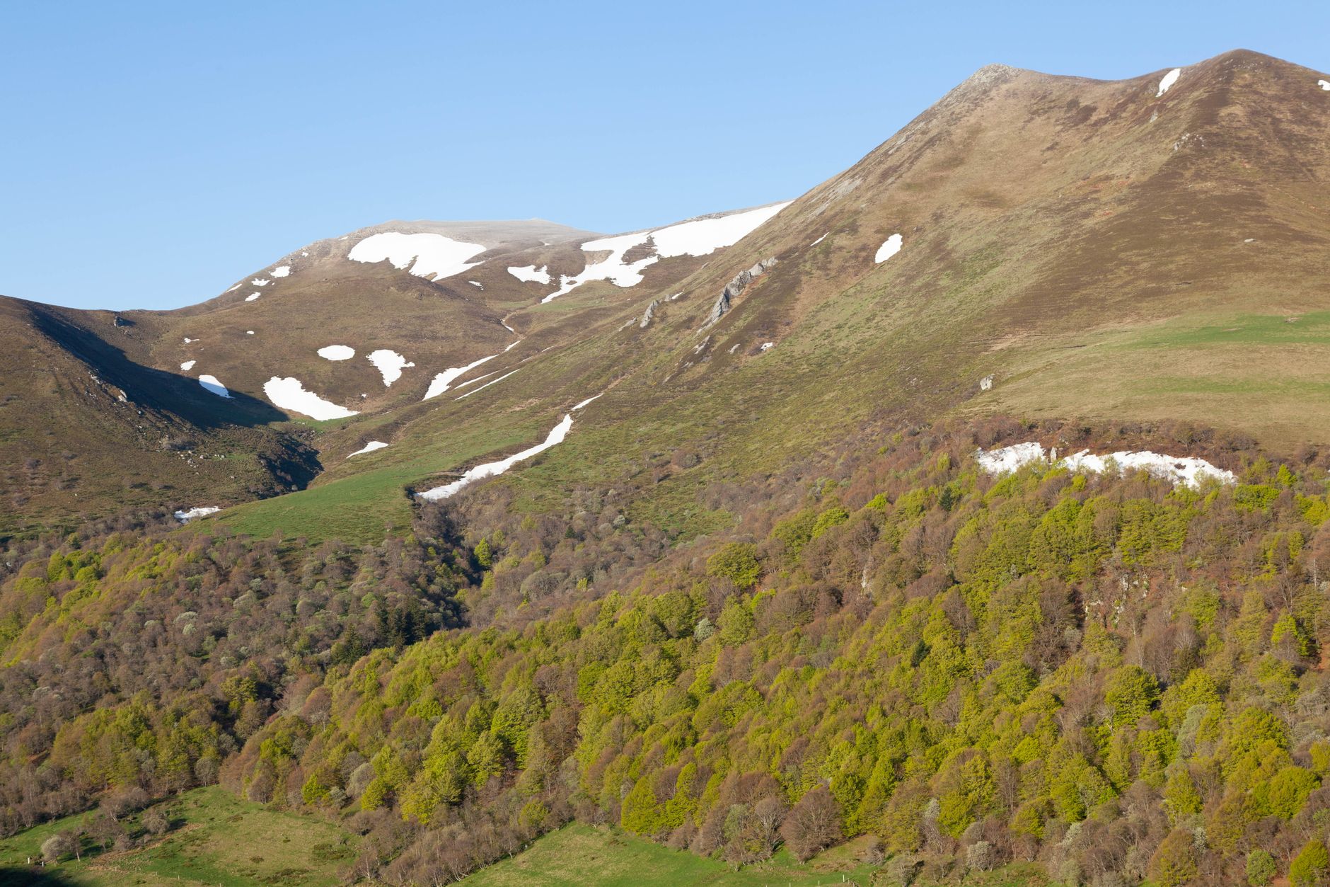El refugio del urogallo pirenaico en los bosques de abetos de la cordillera: ecología forestal y conservación en los altos valles
