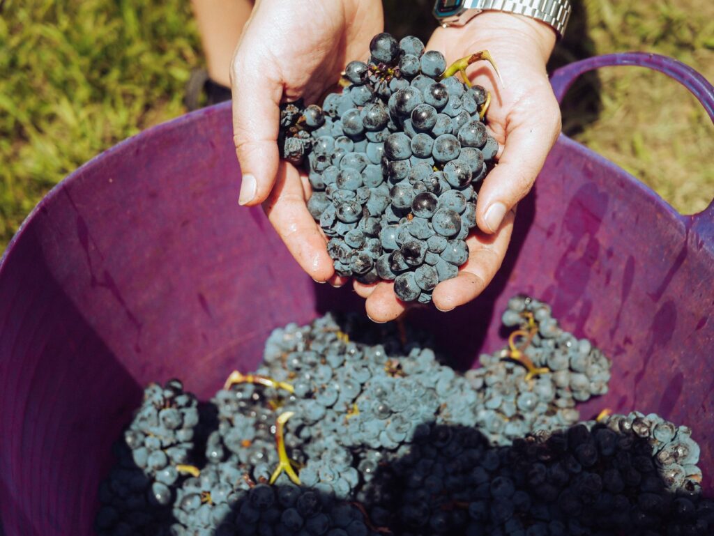 El latido de la vid: doce hoteles vitivinícolas del mundo donde el vino se habita