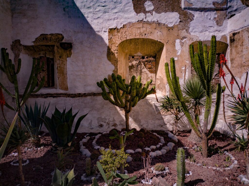 El secreto del almendro y la piedra volcánica: la liturgia del queso Majorero y los pastores de Fuerteventura
