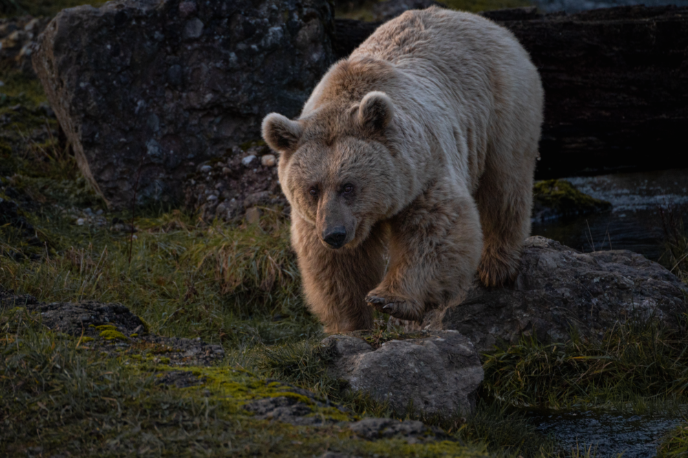 El Refugio del Oso Pardo Cantábrico en Somiedo: Biología, Corredores Boscosos y Conservación en la Cordillera Cantábrica