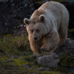 El Refugio del Oso Pardo Cantábrico en Somiedo: Biología, Corredores Boscosos y Conservación en la Cordillera Cantábrica
