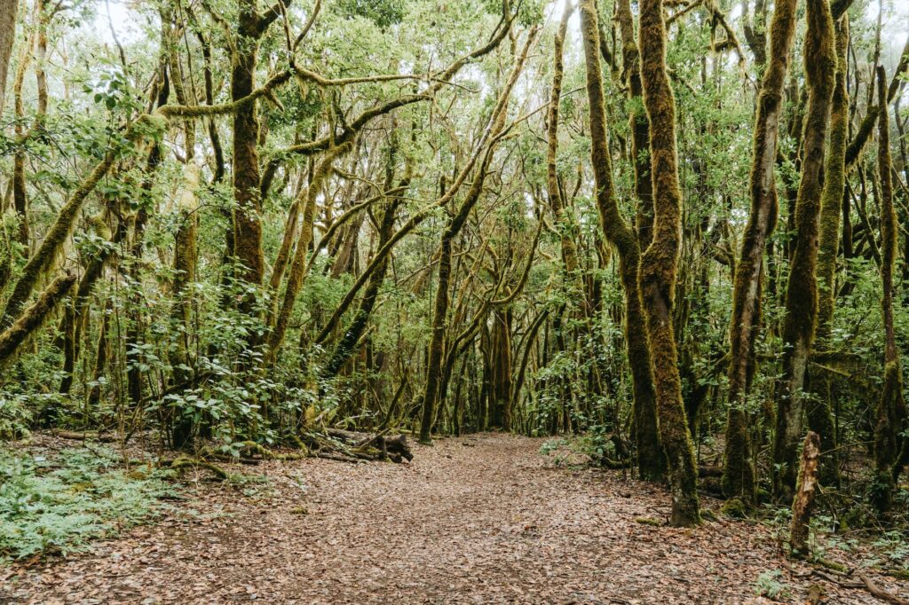 El latido de las islas volcánicas: cómo la recuperación de la laurisilva y la agricultura regenerativa transforman la conservación en la Gomera