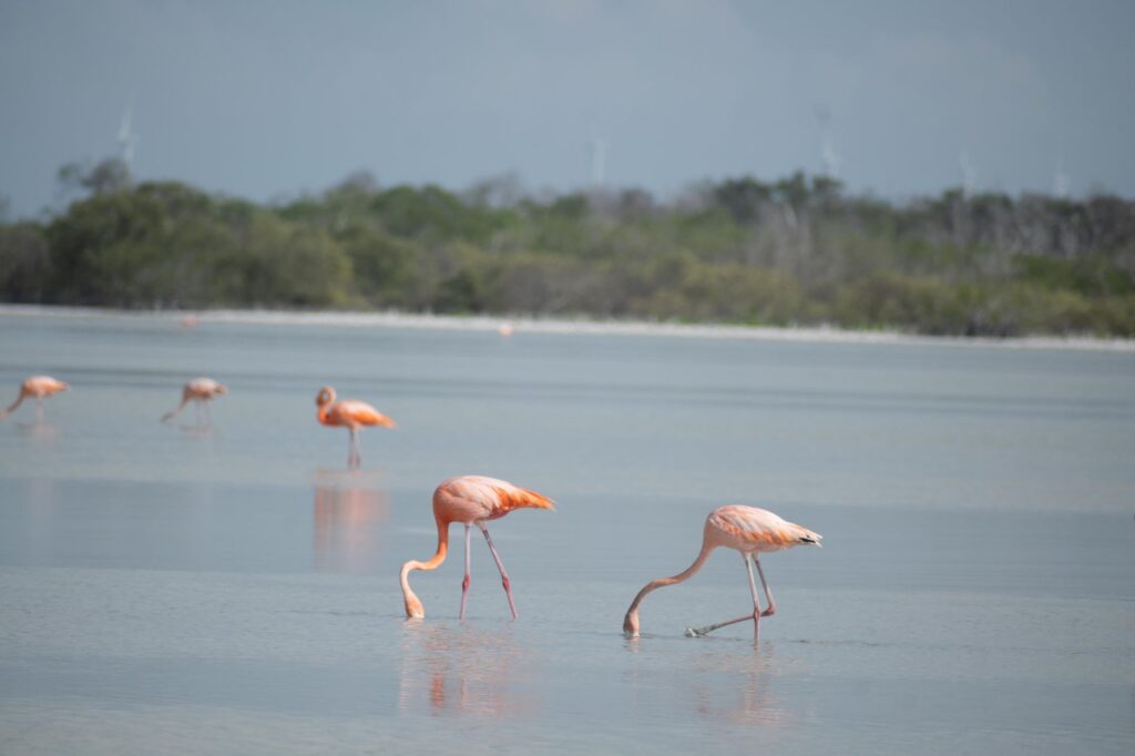 El laberinto de las lagunas salinas: cómo la movilidad anfibia sostenible y las vías verdes lacustres transforman el transporte en el Parque Natural de las Salinas de Santa Pola