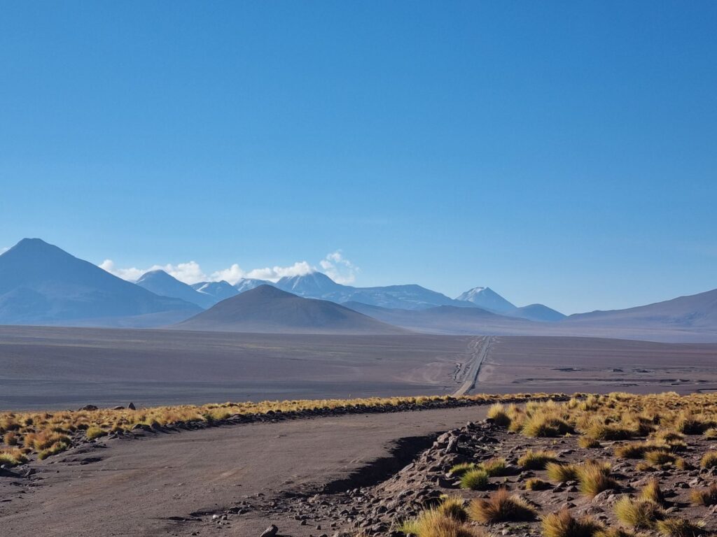 El latido oculto de Atacama: cuando la sequedad eterna cede ante el milagro del desierto florido